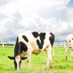 牛初乳天然的免疫食品